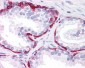 KRT20 / CK20 / Cytokeratin 20 Antibody (clone 2G3-1C8)